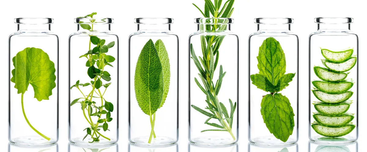 Botanical ingredients displayed in glass vials, representing natural skincare extracts.